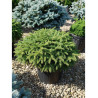 PICEA abies NIDIFORMIS En pot de 25-30 litres