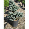 PICEA pungens GLAUCA GLOBOSA En pot de 15-20 litres