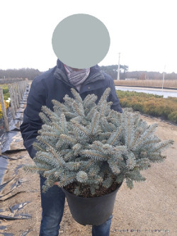 PICEA pungens GLAUCA GLOBOSA En pot de 10-12 litres