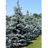 PICEA pungens HOOPSII