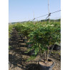 MAHONIA media WINTER SUN En pot de 25-30 litres