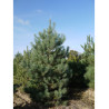 PINUS sylvestris