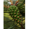 PINUS sylvestris
