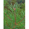 PINUS sylvestris