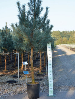 PINUS sylvestris En pot de 25-30 litres forme tige hauteur du tronc 090-110 cm