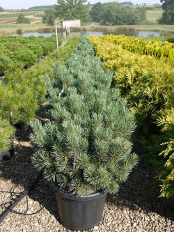 PINUS sylvestris WATERERI En pot de 25-30 litres