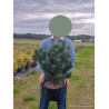 PINUS sylvestris WATERERI En pot de 10-12 litres