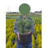 PINUS sylvestris WATERERI En pot de 4-5 litres