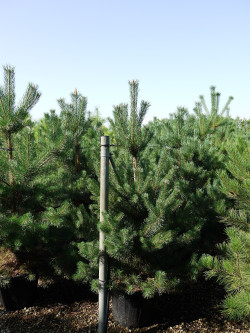 PINUS sylvestris En pot de 35-50 litres
