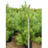 PINUS griffithii En pot de 35-50 litres