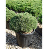 PINUS mugo MOPS En pot de 15-20 litres