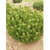 PINUS mugo var.mughus