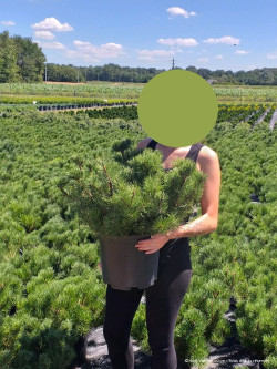 PINUS mugo var.mughus En pot de 10-12 litres