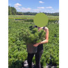 PINUS mugo var.mughus En pot de 10-12 litres