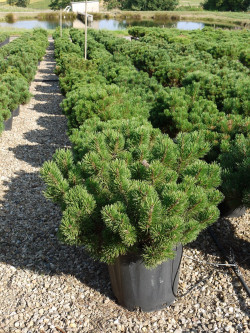 PINUS mugo var.pumilio En pot de 25-30 litres