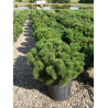 PINUS mugo var.pumilio En pot de 25-30 litres