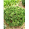 PINUS mugo var.pumilio