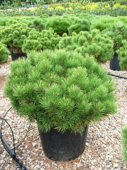 PINUS mugo var.pumilio En pot de 25-30 litres