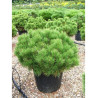 PINUS mugo var.pumilio En pot de 25-30 litres