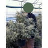 PIERIS japonica FLAMING SILVER En pot de 10-12 litres