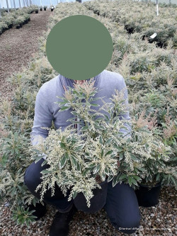 PIERIS japonica FLAMING SILVER En pot de 4-5 litres