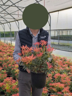 PIERIS japonica FLAMING SILVER En pot de 4-5 litres