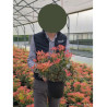 PIERIS japonica FLAMING SILVER En pot de 4-5 litres