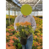 PIERIS japonica FOREST FLAME En pot de 4-5 litres
