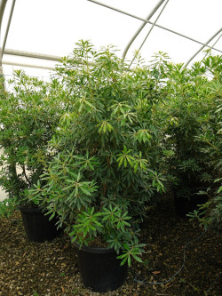 PIERIS japonica FOREST FLAME En pot de 35-50 litres