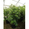 PIERIS japonica FOREST FLAME En pot de 35-50 litres