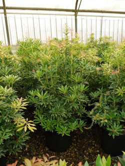 PIERIS japonica FOREST FLAME En pot de 15-20 litres