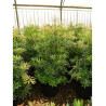 PIERIS japonica FOREST FLAME En pot de 15-20 litres