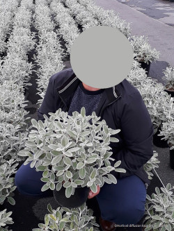 SENECIO compactus DRYSDALE En pot de 4-5 litres