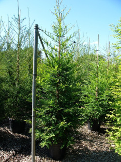 SEQUOIA sempervirens En pot de 35-50 litres
