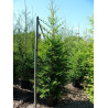 SEQUOIA sempervirens En pot de 35-50 litres