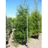 SEQUOIA sempervirens En pot de 70-90 litres