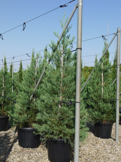 SEQUOIADENDRON giganteum En pot de 35-50 litres