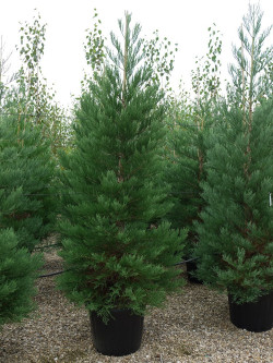 SEQUOIADENDRON giganteum En pot de 70-90 litres