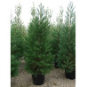 SEQUOIADENDRON giganteum En pot de 70-90 litres
