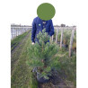 SEQUOIADENDRON giganteum En pot de 15-20 litres