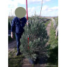 SEQUOIADENDRON giganteum En pot de 25-30 litres