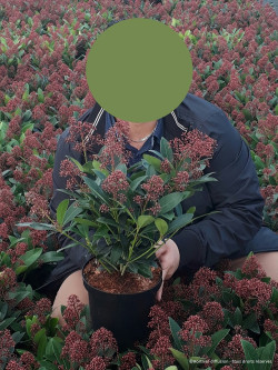 SKIMMIA japonica RUBELLA En pot de 3-4 litres
