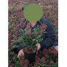 SKIMMIA japonica RUBELLA En pot de 3-4 litres