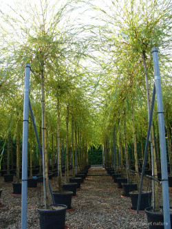 SALIX sepulcralis TRISTIS En pot de 35-50 litres forme tige hauteur du tronc 180-200 cm