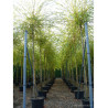 SALIX sepulcralis TRISTIS En pot de 35-50 litres forme tige hauteur du tronc 180-200 cm