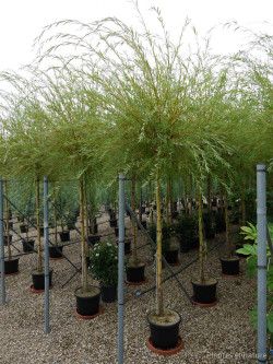 SALIX sepulcralis TRISTIS En pot de 35-50 litres forme tige hauteur du tronc 180-200 cm