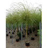 SALIX sepulcralis TRISTIS En pot de 35-50 litres forme tige hauteur du tronc 180-200 cm