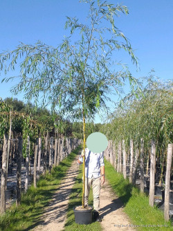 SALIX sepulcralis TRISTIS En pot de 25-30 litres forme tige hauteur du tronc 180-200 cm