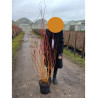 SALIX sepulcralis ERYTHROFLEXUOSA En pot de 10-12 litres