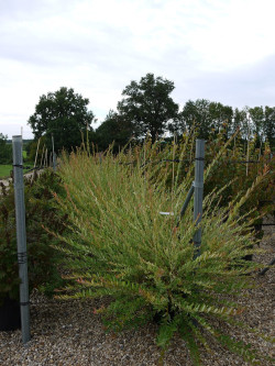 SALIX integra HAKURO-NISHIKI En pot de 25-30 litres